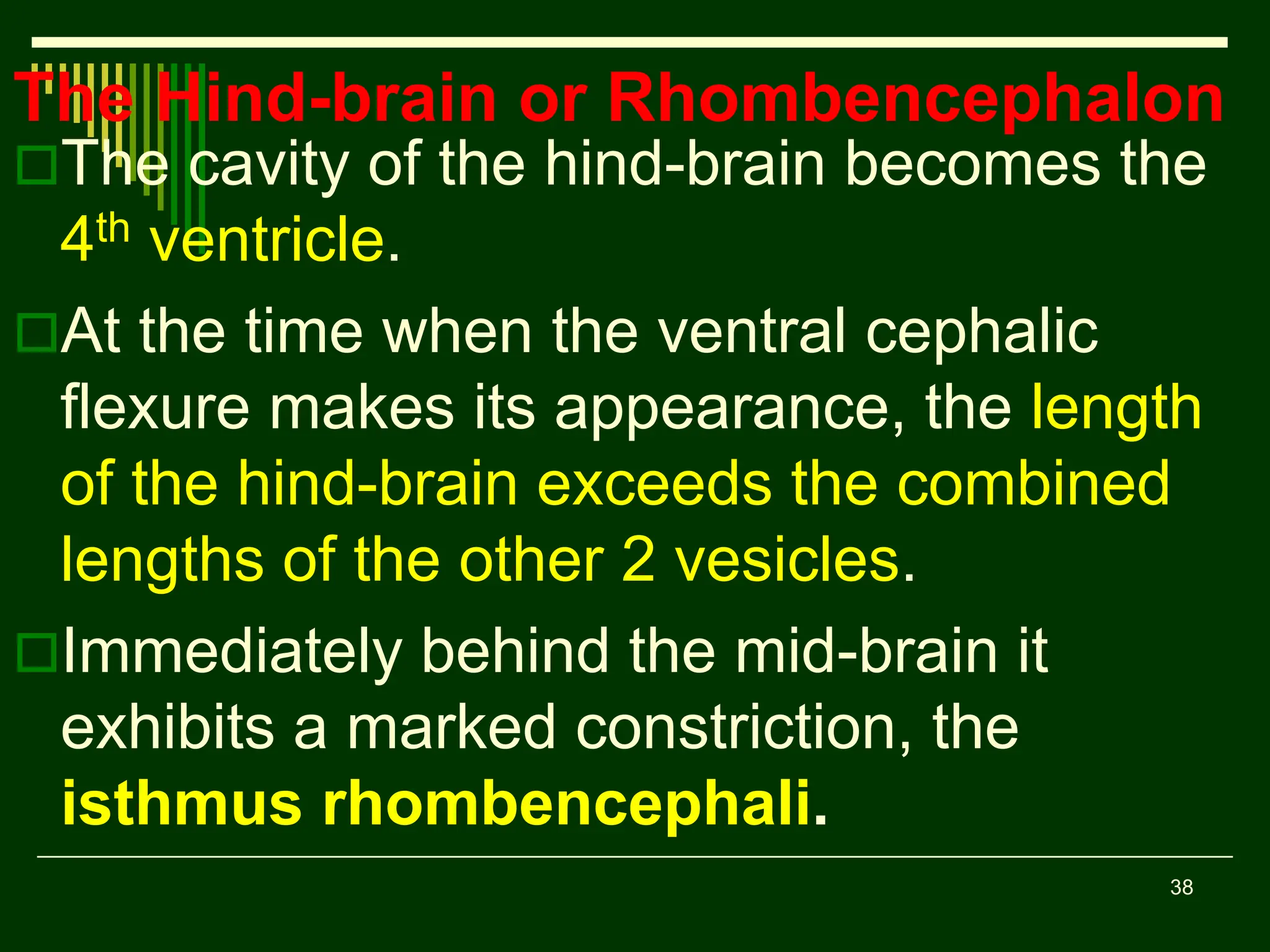 38
The Hind-brain or Rhombencephalon
The cavity of the hind-brain becomes the
4th ventricle.
At the time when the ventral cephalic
flexure makes its appearance, the length
of the hind-brain exceeds the combined
lengths of the other 2 vesicles.
Immediately behind the mid-brain it
exhibits a marked constriction, the
isthmus rhombencephali.
 