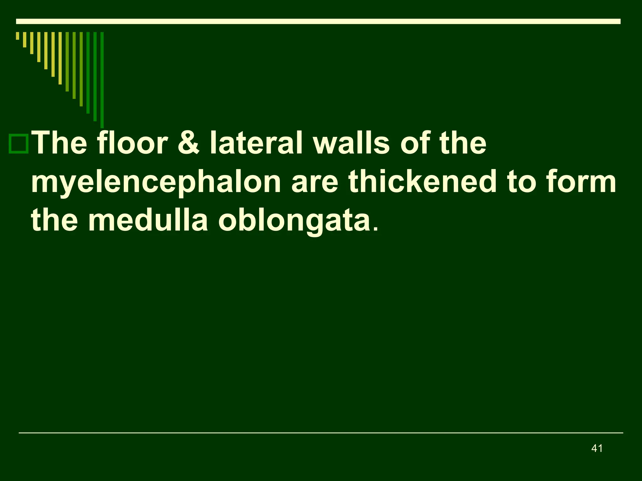 41
The floor & lateral walls of the
myelencephalon are thickened to form
the medulla oblongata.
 