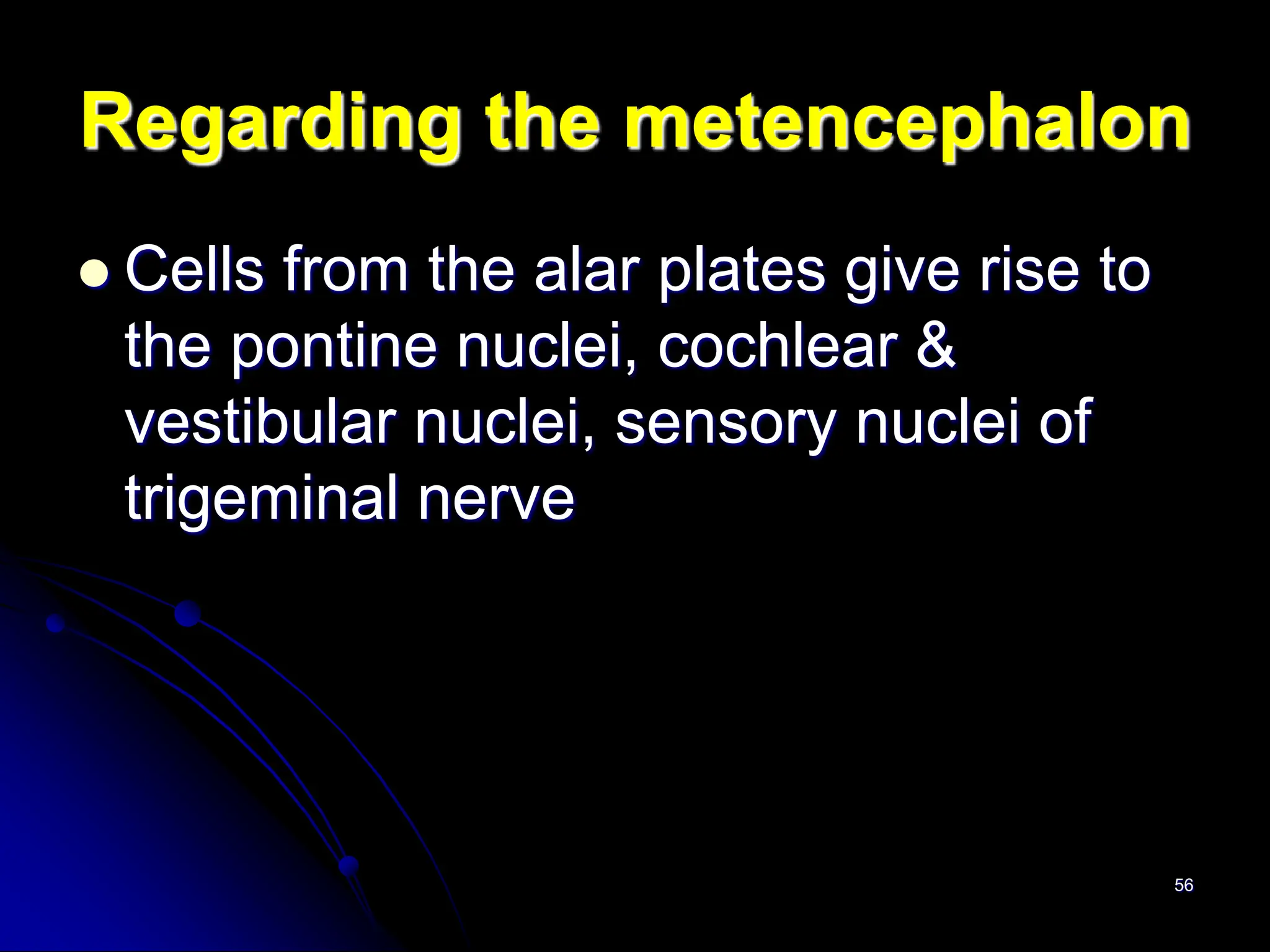 56
Regarding the metencephalon
 Cells from the alar plates give rise to
the pontine nuclei, cochlear &
vestibular nuclei, sensory nuclei of
trigeminal nerve
 