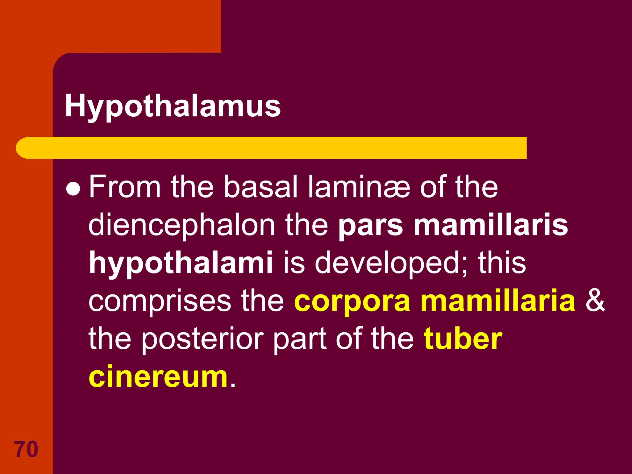 70
Hypothalamus
 From the basal laminæ of the
diencephalon the pars mamillaris
hypothalami is developed; this
comprises the corpora mamillaria &
the posterior part of the tuber
cinereum.
 