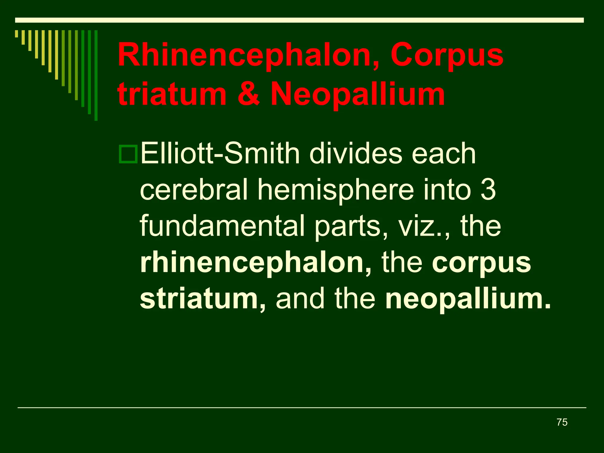 75
Rhinencephalon, Corpus
triatum & Neopallium
Elliott-Smith divides each
cerebral hemisphere into 3
fundamental parts, viz., the
rhinencephalon, the corpus
striatum, and the neopallium.
 