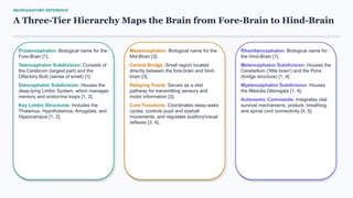 NEUROANATOMY REFERENCE
A Three-Tier Hierarchy Maps the Brain from Fore-Brain to Hind-Brain
Prosencephalon: Biological name for the
Fore-Brain [1].
Telencephalon Subdivision: Consists of
the Cerebrum (largest part) and the
Olfactory Bulb (sense of smell) [1].
Diencephalon Subdivision: Houses the
deep-lying Limbic System, which manages
memory and endocrine loops [1, 2].
Key Limbic Structures: Includes the
Thalamus, Hypothalamus, Amygdala, and
Hippocampus [1, 2].
Mesencephalon: Biological name for the
Mid-Brain [3].
Central Bridge: Small region located
directly between the fore-brain and hind-
brain [3].
Relaying Tracts: Serves as a vital
pathway for transmitting sensory and
motor information [3].
Core Functions: Coordinates sleep-wake
cycles, controls pupil and eyeball
movements, and regulates auditory/visual
reflexes [3, 4].
Rhombencephalon: Biological name for
the Hind-Brain [1].
Metencephalon Subdivision: Houses the
Cerebellum ('little brain') and the Pons
(bridge structure) [1, 4].
Myelencephalon Subdivision: Houses
the Medulla Oblongata [1, 4].
Autonomic Commands: Integrates vital
survival mechanisms, posture, breathing,
and spinal cord connectivity [4, 5].
 