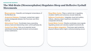 NEUROANATOMY REFERENCE
The Mid-Brain (Mesencephalon) Regulates Sleep and Reflexive Eyeball
Movements
Mesencephalon: Scientific and biological nomenclature of
the Mid-Brain [3].
Anatomical Gateway: A compact, central brain region
located strategically between the Fore-brain and Hind-
brain [3].
Bidirectional Tracts: Coordinates heavy ascending
sensory tracts and descending motor control pathways [3].
Central Core Relay: Acts as an essential neural
switchboard ensuring rapid mid-level communication
across subdivisions.
Sleep-Wake Cycles: Plays a central role in regulating
circadian rhythms and conscious arousal states [4].
Reflexive Coordination: Integrates visual and auditory
reflexes, allowing instant head/neck orientation to
unexpected stimuli [4].
Eyeball Motor Control: Directly coordinates nerve signals
regulating precise and voluntary eyeball movements [4].
Sensory-Motor Integration: Fine-tunes rapid protective
physical reflexes before higher cortical processing occurs.
 