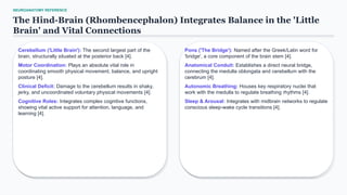 NEUROANATOMY REFERENCE
The Hind-Brain (Rhombencephalon) Integrates Balance in the 'Little
Brain' and Vital Connections
Cerebellum ('Little Brain'): The second largest part of the
brain, structurally situated at the posterior back [4].
Motor Coordination: Plays an absolute vital role in
coordinating smooth physical movement, balance, and upright
posture [4].
Clinical Deficit: Damage to the cerebellum results in shaky,
jerky, and uncoordinated voluntary physical movements [4].
Cognitive Roles: Integrates complex cognitive functions,
showing vital active support for attention, language, and
learning [4].
Pons ('The Bridge'): Named after the Greek/Latin word for
'bridge', a core component of the brain stem [4].
Anatomical Conduit: Establishes a direct neural bridge,
connecting the medulla oblongata and cerebellum with the
cerebrum [4].
Autonomic Breathing: Houses key respiratory nuclei that
work with the medulla to regulate breathing rhythms [4].
Sleep & Arousal: Integrates with midbrain networks to regulate
conscious sleep-wake cycle transitions [4].
 
