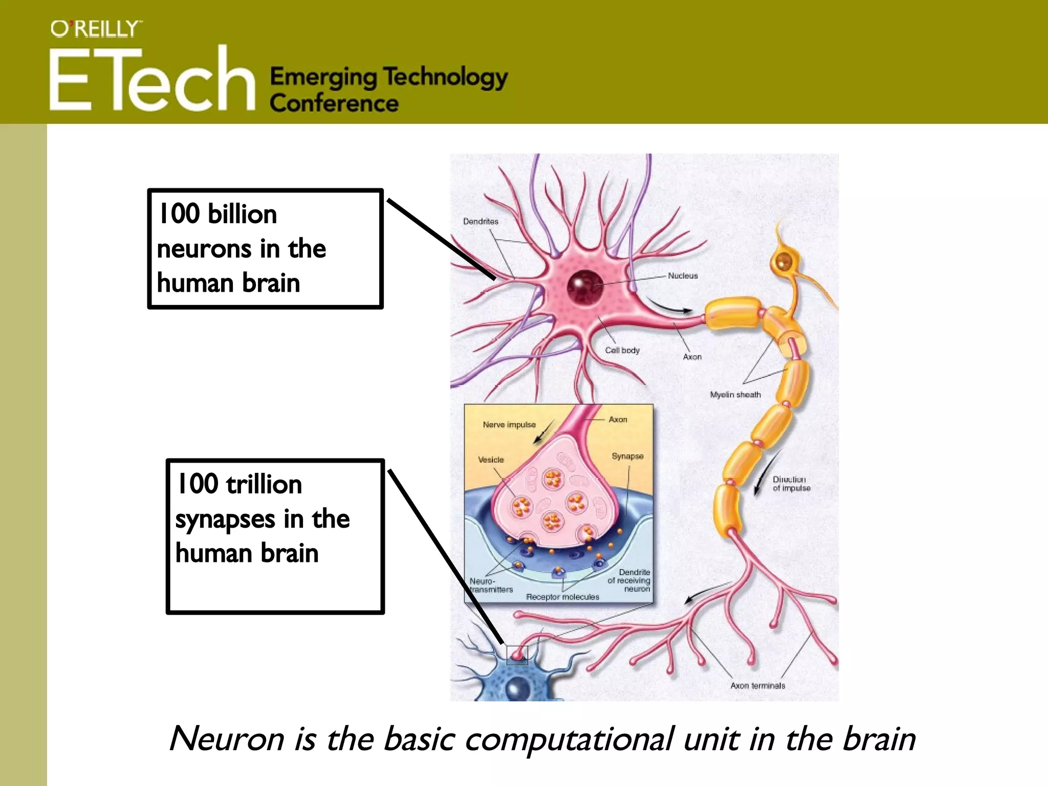 100 billion neurons in the human brain 100 trillion synapses in the human brain Neuron is the basic computational unit in the brain 