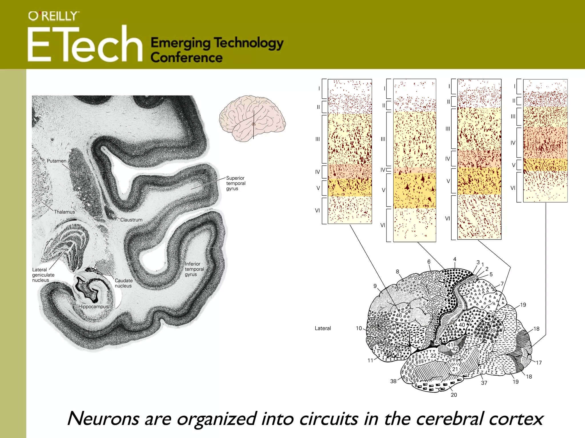 Neurons are organized into circuits in the cerebral cortex 