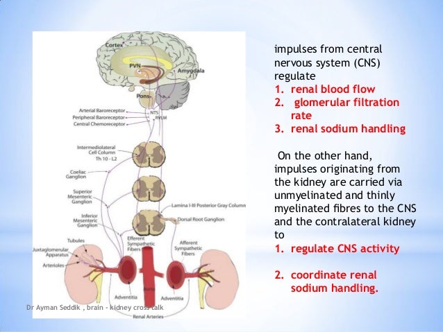 what is the connections of brain and kidney