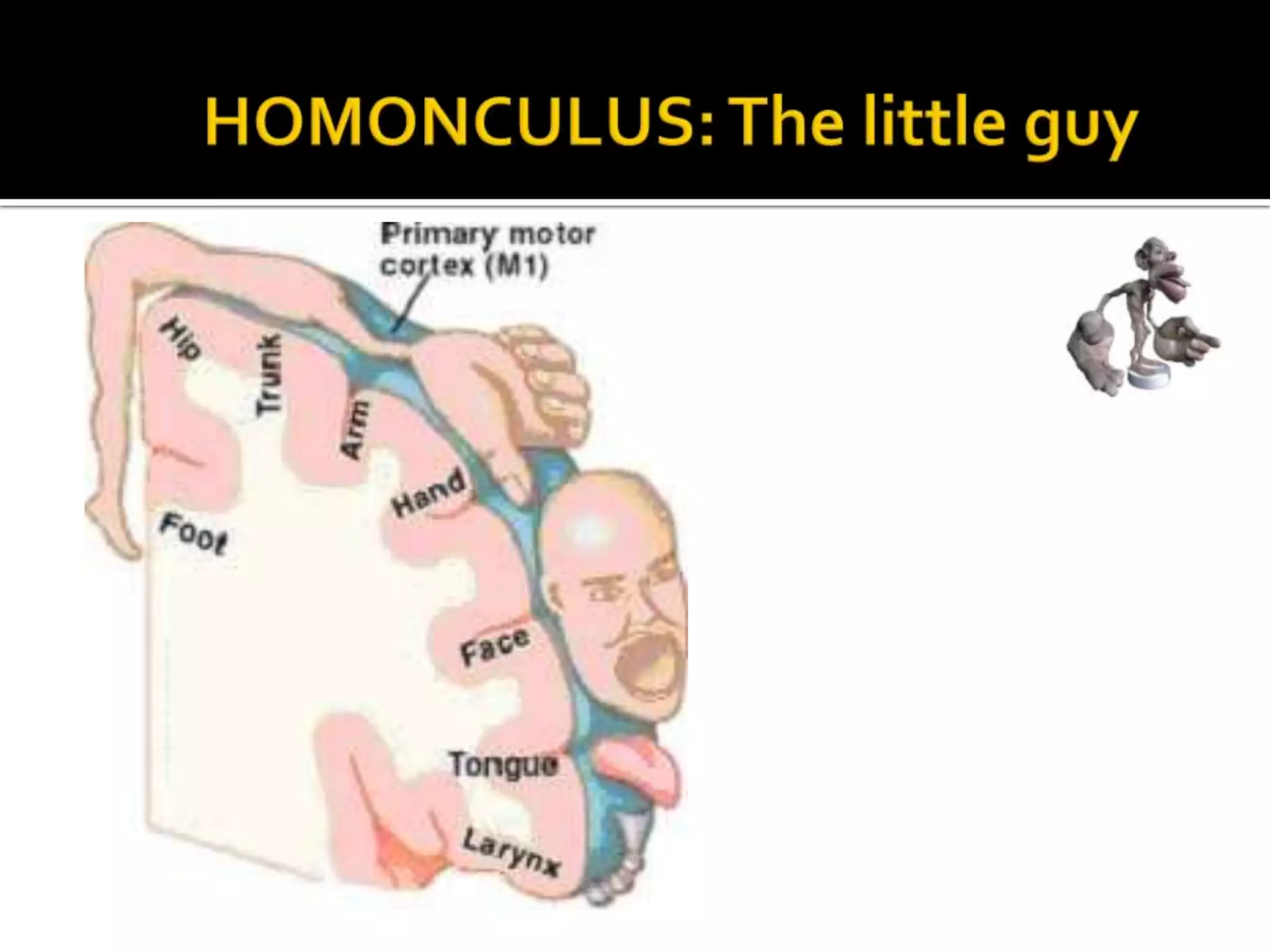 HOMONCULUS: The littleguy
