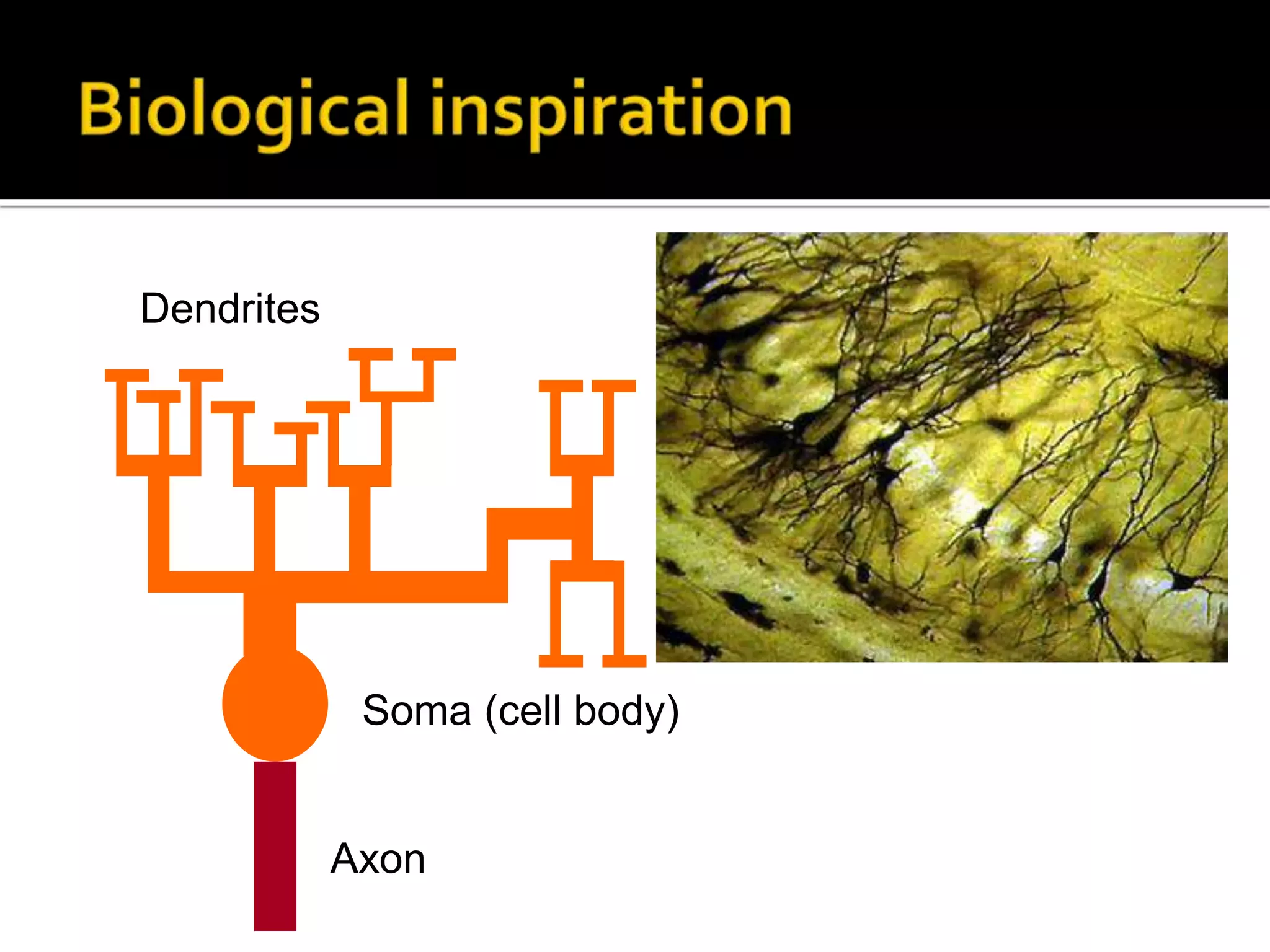 Biological inspirationDendritesSoma (cell body)Axon