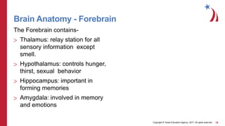 Brain-Power-PPT.pptx