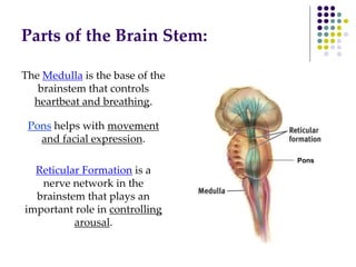 Parts of the Brain Stem:
The Medulla is the base of the
brainstem that controls
heartbeat and breathing.
Pons helps with movement
and facial expression.
Reticular Formation is a
nerve network in the
brainstem that plays an
important role in controlling
arousal.
Pons
 