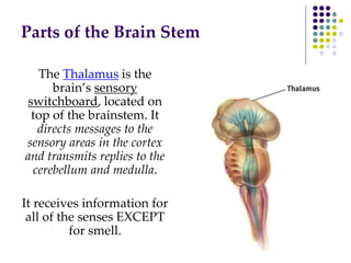 Parts of the Brain Stem
The Thalamus is the
brain’s sensory
switchboard, located on
top of the brainstem. It
directs messages to the
sensory areas in the cortex
and transmits replies to the
cerebellum and medulla.
It receives information for
all of the senses EXCEPT
for smell.
 