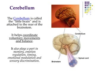 The Cerebellum is called
the “little brain” and is
attached to the rear of the
brainstem.
It helps coordinate
voluntary movements
and balance.
It also plays a part in
memory, emotion
regulation, timing,
emotional modulation and
sensory discrimination.
Cerebellum
Brainstem
 