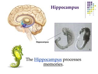 The Hippocampus processes
memories.
Hippocampus
Hippocampus
 