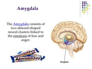 Amygdala
The Amygdala consists of
two almond-shaped
neural clusters linked to
the emotions of fear and
anger.
 