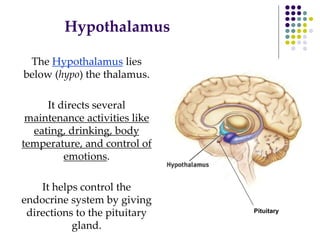 Hypothalamus
The Hypothalamus lies
below (hypo) the thalamus.
It directs several
maintenance activities like
eating, drinking, body
temperature, and control of
emotions.
It helps control the
endocrine system by giving
directions to the pituitary
gland.
Pituitary
 