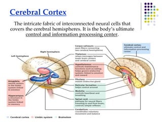 Cerebral Cortex
The intricate fabric of interconnected neural cells that
covers the cerebral hemispheres. It is the body’s ultimate
control and information processing center.
 