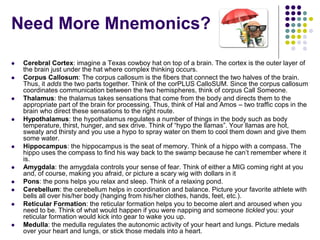 Need More Mnemonics?
 Cerebral Cortex: imagine a Texas cowboy hat on top of a brain. The cortex is the outer layer of
the brain just under the hat where complex thinking occurs.
 Corpus Callosum: The corpus callosum is the fibers that connect the two halves of the brain.
Thus, it adds the two parts together. Think of the corPLUS CalloSUM. Since the corpus callosum
coordinates communication between the two hemispheres, think of corpus Call Someone.
 Thalamus: the thalamus takes sensations that come from the body and directs them to the
appropriate part of the brain for processing. Thus, think of Hal and Amos – two traffic cops in the
brain who direct these sensations to the right route.
 Hypothalamus: the hypothalamus regulates a number of things in the body such as body
temperature, thirst, hunger, and sex drive. Think of “hypo the llamas”. Your llamas are hot,
sweaty and thirsty and you use a hypo to spray water on them to cool them down and give them
some water.
 Hippocampus: the hippocampus is the seat of memory. Think of a hippo with a compass. The
hippo uses the compass to find his way back to the swamp because he can’t remember where it
is.
 Amygdala: the amygdala controls your sense of fear. Think of either a MIG coming right at you
and, of course, making you afraid, or picture a scary wig with dollars in it
 Pons: the pons helps you relax and sleep. Think of a relaxing pond.
 Cerebellum: the cerebellum helps in coordination and balance. Picture your favorite athlete with
bells all over his/her body (hanging from his/her clothes, hands, feet, etc.).
 Reticular Formation: the reticular formation helps you to become alert and aroused when you
need to be. Think of what would happen if you were napping and someone tickled you: your
reticular formation would kick into gear to wake you up.
 Medulla: the medulla regulates the autonomic activity of your heart and lungs. Picture medals
over your heart and lungs, or stick those medals into a heart.
 