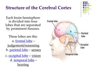 Structure of the Cerebral Cortex
Each brain hemisphere
is divided into four
lobes that are separated
by prominent fissures.
These lobes are the:
a. frontal lobe –
judgement/reasoning
b. parietal lobe – senses
c. occipital lobe – vision
d. temporal lobe –
hearing
A.
B.
C.
D.
 