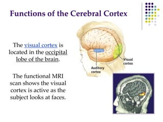 Functions of the Cerebral Cortex
The visual cortex is
located in the occipital
lobe of the brain.
The functional MRI
scan shows the visual
cortex is active as the
subject looks at faces.
 