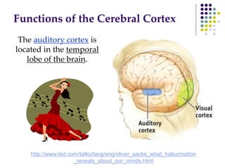 Functions of the Cerebral Cortex
The auditory cortex is
located in the temporal
lobe of the brain.
http://www.ted.com/talks/lang/eng/oliver_sacks_what_hallucination
_reveals_about_our_minds.html
 
