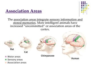 The association areas integrate sensory information and
stored memories. More intelligent animals have
increased “uncommitted” or association areas of the
cortex.
Association Areas
 