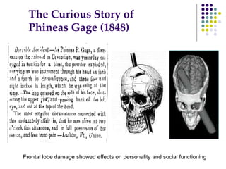 The Curious Story of
Phineas Gage (1848)
Frontal lobe damage showed effects on personality and social functioning
 