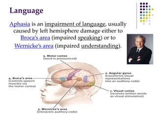 Language
Aphasia is an impairment of language, usually
caused by left hemisphere damage either to
Broca’s area (impaired speaking) or to
Wernicke’s area (impaired understanding).
 