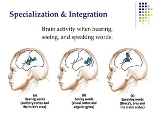 Specialization & Integration
Brain activity when hearing,
seeing, and speaking words.
 