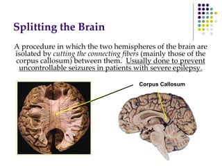 Splitting the Brain
A procedure in which the two hemispheres of the brain are
isolated by cutting the connecting fibers (mainly those of the
corpus callosum) between them. Usually done to prevent
uncontrollable seizures in patients with severe epilepsy.
Corpus Callosum
 