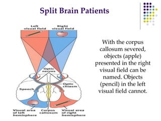 Split Brain Patients
With the corpus
callosum severed,
objects (apple)
presented in the right
visual field can be
named. Objects
(pencil) in the left
visual field cannot.
 