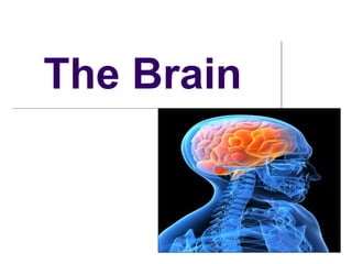 The Brain
 