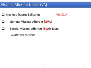 Visceral Afferent Nuclei (VA)
 Nucleus Tractus Solitarius VII, IX, X
 General Visceral Afferent (GVA)
 Special Visceral Afferent (SVA): Taste
Gustatory Nucleus
Brain stem 18
 