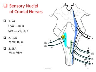  Sensory Nuclei
of Cranial Nerves
 1. VA
GVA --- IX, X
SVA --- VII, IX, X
 2. GSA
V, VII, IX, X
 3. SSA
VIIIc, VIIIv
Brain stem 20
 