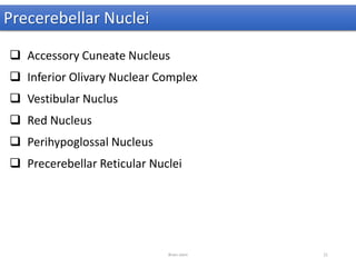 Precerebellar Nuclei
 Accessory Cuneate Nucleus
 Inferior Olivary Nuclear Complex
 Vestibular Nuclus
 Red Nucleus
 Perihypoglossal Nucleus
 Precerebellar Reticular Nuclei
Brain stem 21
 