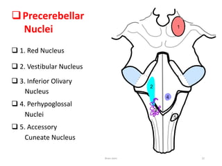 Precerebellar
Nuclei
 1. Red Nucleus
 2. Vestibular Nucleus
 3. Inferior Olivary
Nucleus
 4. Perhypoglossal
Nuclei
 5. Accessory
Cuneate Nucleus
Brain stem 22
 