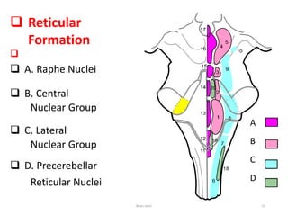  Reticular
Formation

 A. Raphe Nuclei
 B. Central
Nuclear Group
 C. Lateral
Nuclear Group
 D. Precerebellar
Reticular Nuclei
A
B
C
D
Brain stem 23
 
