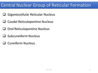 Central Nuclear Group of Reticular Formation
 Gigantocellular Reticular Nucleus
 Caudal Reticulopontine Nucleus
 Oral Reticulopontine Nucleus
 Subcuneiform Nucleus
 Cuneiform Nucleus
Brain stem 24
 