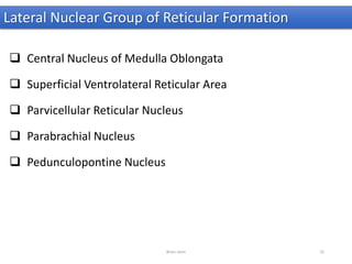 Lateral Nuclear Group of Reticular Formation
 Central Nucleus of Medulla Oblongata
 Superficial Ventrolateral Reticular Area
 Parvicellular Reticular Nucleus
 Parabrachial Nucleus
 Pedunculopontine Nucleus
Brain stem 25
 