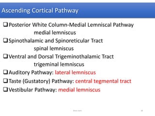 Ascending Cortical Pathway
Posterior White Column-Medial Lemniscal Pathway
medial lemniscus
Spinothalamic and Spinoreticular Tract
spinal lemniscus
Ventral and Dorsal Trigeminothalamic Tract
trigeminal lemniscus
Auditory Pathway: lateral lemniscus
Taste (Gustatory) Pathway: central tegmental tract
Vestibular Pathway: medial lemniscus
Brain stem 28
 