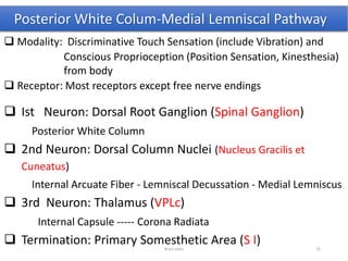 Posterior White Colum-Medial Lemniscal Pathway
 Modality: Discriminative Touch Sensation (include Vibration) and
Conscious Proprioception (Position Sensation, Kinesthesia)
from body
 Receptor: Most receptors except free nerve endings
 Ist Neuron: Dorsal Root Ganglion (Spinal Ganglion)
Posterior White Column
 2nd Neuron: Dorsal Column Nuclei (Nucleus Gracilis et
Cuneatus)
Internal Arcuate Fiber - Lemniscal Decussation - Medial Lemniscus
 3rd Neuron: Thalamus (VPLc)
Internal Capsule ----- Corona Radiata
 Termination: Primary Somesthetic Area (S I)Brain stem 31
 