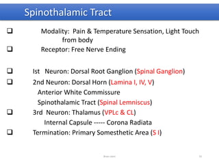 Spinothalamic Tract
 Modality: Pain & Temperature Sensation, Light Touch
from body
 Receptor: Free Nerve Ending
 Ist Neuron: Dorsal Root Ganglion (Spinal Ganglion)
 2nd Neuron: Dorsal Horn (Lamina I, IV, V)
Anterior White Commissure
Spinothalamic Tract (Spinal Lemniscus)
 3rd Neuron: Thalamus (VPLc & CL)
Internal Capsule ----- Corona Radiata
 Termination: Primary Somesthetic Area (S I)
Brain stem 33
 