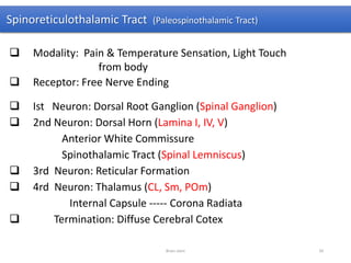 Spinoreticulothalamic Tract (Paleospinothalamic Tract)
 Modality: Pain & Temperature Sensation, Light Touch
from body
 Receptor: Free Nerve Ending
 Ist Neuron: Dorsal Root Ganglion (Spinal Ganglion)
 2nd Neuron: Dorsal Horn (Lamina I, IV, V)
Anterior White Commissure
Spinothalamic Tract (Spinal Lemniscus)
 3rd Neuron: Reticular Formation
 4rd Neuron: Thalamus (CL, Sm, POm)
Internal Capsule ----- Corona Radiata
 Termination: Diffuse Cerebral Cotex
Brain stem 34
 