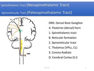 DRG: Dorsal Root Ganglion
A. Posterior (dorsal) horn
1. Spinothalamic tract
B. Reticular formation
2. Spinoreticular tract
C. Thalamus (VPLc, CL)
3. Corona Radiata
D. Cerebral Cortex (S I)
Spinothalamic Tract (Neospinothalamic Tract)
Spinoreticular Tract (Paleospinothalamic Tract)
DRG
D
Brain stem 35
 