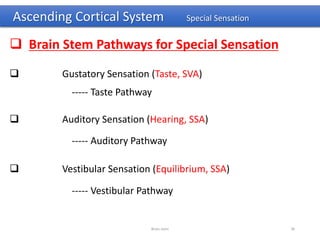 Ascending Cortical System Special Sensation
 Brain Stem Pathways for Special Sensation
 Gustatory Sensation (Taste, SVA)
----- Taste Pathway
 Auditory Sensation (Hearing, SSA)
----- Auditory Pathway
 Vestibular Sensation (Equilibrium, SSA)
----- Vestibular Pathway
Brain stem 38
 