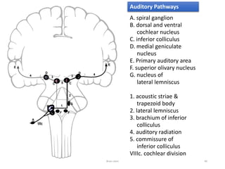 Auditory Pathways
A. spiral ganglion
B. dorsal and ventral
cochlear nucleus
C. inferior colliculus
D. medial geniculate
nucleus
E. Primary auditory area
F. superior olivary nucleus
G. nucleus of
lateral lemniscus
1. acoustic striae &
trapezoid body
2. lateral lemniscus
3. brachium of inferior
colliculus
4. auditory radiation
5. commissure of
inferior colliculus
VIIIc. cochlear division
Brain stem 40
 