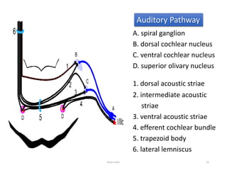 Auditory Pathway
A. spiral ganglion
B. dorsal cochlear nucleus
C. ventral cochlear nucleus
D. superior olivary nucleus
1. dorsal acoustic striae
2. intermediate acoustic
striae
3. ventral acoustic striae
4. efferent cochlear bundle
5. trapezoid body
6. lateral lemniscus
Brain stem 41
 