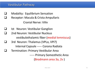 Vestibular Pathway
 Modality: Equilibrium Sensation
 Receptor: Macula & Crista Ampullaris
Cranial Nerve: VIIIv
 Ist Neuron: Vestibular Ganglion
 2nd Neuron: Vestibular Nucleus
vestibulothalamic fiber (medial lemniscus)
 3rd Neuron: Thalamus (VPLo, VPI?)
Internal Capsule ----- Corona Radiata
 Termination: Primary Vestibular Area
----- Primary Somesthetic Area
(Brodmann area 3a, 2v )
Brain stem 42
 
