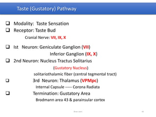 Taste (Gustatory) Pathway
 Modality: Taste Sensation
 Receptor: Taste Bud
Cranial Nerve: VII, IX, X
 Ist Neuron: Geniculate Ganglion (VII)
Inferior Ganglion (IX, X)
 2nd Neuron: Nucleus Tractus Solitarius
(Gustatory Nucleus)
solitariothalamic fiber (central tegmental tract)
 3rd Neuron: Thalamus (VPMpc)
Internal Capsule ----- Corona Radiata
 Termination: Gustatory Area
Brodmann area 43 & parainsular cortex
Brain stem 44
 