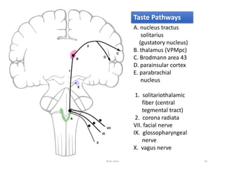 Taste Pathways
A. nucleus tractus
solitarius
(gustatory nucleus)
B. thalamus (VPMpc)
C. Brodmann area 43
D. parainsular cortex
E. parabrachial
nucleus
1. solitariothalamic
fiber (central
tegmental tract)
2. corona radiata
VII. facial nerve
IX. glossopharyngeal
nerve
X. vagus nerve
Brain stem 45
 